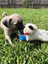 Puppies for sale pug - Sweden, Goteborg