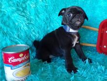 Puppies for sale pug - Sweden, Leksand