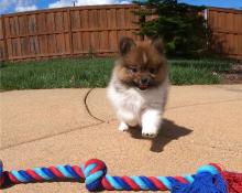 Puppies for sale pomeranian spitz - Sweden, Mutal