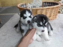 Puppies for sale haski - Bulgaria, Rousse