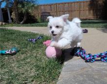 Puppies for sale maltese - Sweden, Helsingborg