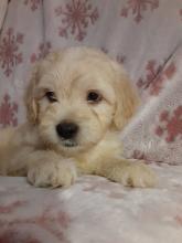 Puppies for sale other breed, mini goldendoodle  - Czech Republic, Prague. Price 3300 €