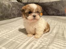 Puppies for sale shih tzu - Armenia, Armenia