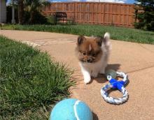 Puppies for sale pomeranian spitz - United Kingdom, Birmingham