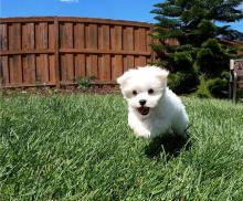 Puppies for sale maltese - Greece, Thessaloniki