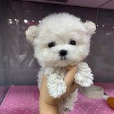 Puppies for sale , maltipoo pups - United Kingdom, Chester