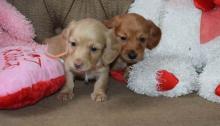 Puppies for sale dachshund - Kazakhstan, Shymkent