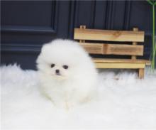 Puppies for sale pomeranian spitz - Greece, Larissa