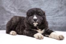 Puppies for sale other breed - United Kingdom, Edinburgh