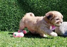 Puppies for sale shih tzu - United Kingdom, Portsmouth