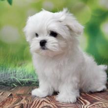 Puppies for sale maltese - Latvia, Ludza