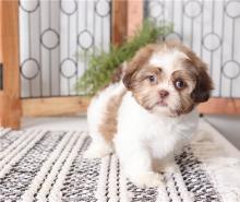 Puppies for sale shih tzu - United Kingdom, Southport