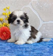 Puppies for sale shih tzu - United Kingdom, Dover