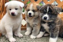 Puppies for sale akita - Cyprus, Larnaca