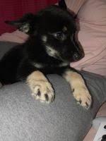 Puppies for sale german shepherd dog - Cyprus, Larnaca