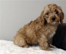 Puppies for sale , cavapoo - Armenia, Gyumri