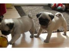 Puppies for sale pug - Ireland, Cork