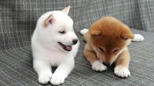 Puppies for sale , shiba inu puppies - Malta, Valletta