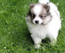 Puppies for sale pomeranian spitz - Ireland, Cork