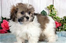 Puppies for sale lhasa apso - Belarus, Grodno