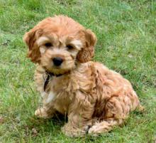 Puppies for sale , cockapoo pups - United Kingdom, Aberdeen