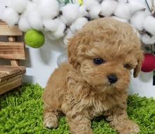 Puppies for sale poodle - Uzbekistan, Namangan