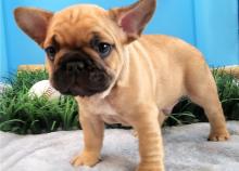 Puppies for sale french bulldog - Tajikistan, 