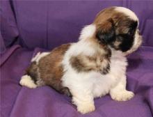 Puppies for sale shih tzu - United Kingdom, St. Helens