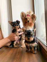 Puppies for sale yorkshire terrier - Turkmenistan, Dashoguz