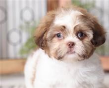 Puppies for sale shih tzu - Greece, Piraeus