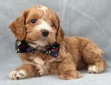 Puppies for sale ,  cockapoo - Uzbekistan, Bukhara