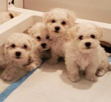 Puppies for sale bichon - Turkmenistan, Turkmenabad