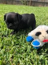 Puppies for sale pug - Greece, Thessaloniki