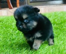 Puppies for sale pomeranian spitz - Greece, Heraklion