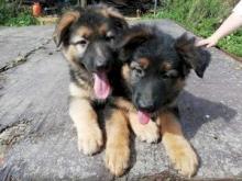 Puppies for sale german shepherd dog - Germany, Bochum