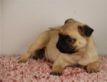 Puppies for sale pug - United Kingdom, Bristol