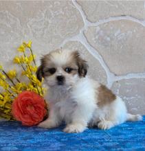 Puppies for sale shih tzu - United Kingdom, Derby