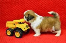 Puppies for sale shih tzu - United Kingdom, Stonehaven