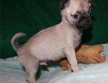 Puppies for sale pug - Greece, Athens