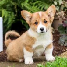 Puppies for sale , welsh corgi (pembroke) - Moldova, Balti