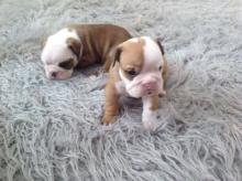 Puppies for sale english bulldog - Kyrgyzstan, Bishkek