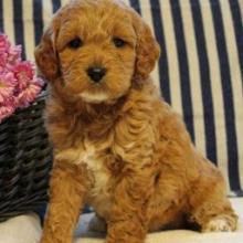 Puppies for sale , cockapoo - Latvia, Kraslava