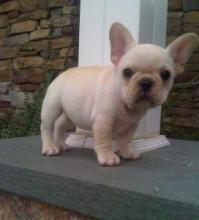 Puppies for sale french bulldog - Greece, Athens