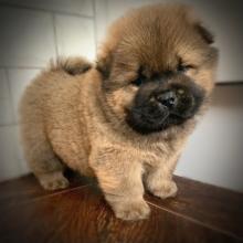 Puppies for sale chow chow - Greece, Thessaloniki. Price 10 €