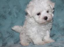 Puppies for sale maltese - United Kingdom, Grimsby