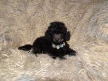 Puppies for sale toy-poodle - Spain, Alicante. Price 12 €