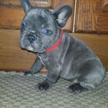 Puppies for sale french bulldog - Ireland, Dublin. Price 11 €