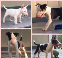 Puppies for sale bull terrier - Tajikistan, Isfara