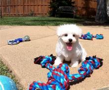 Puppies for sale maltese - United Kingdom, St. Helens