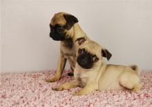 Puppies for sale pug - United Kingdom, Liverpool